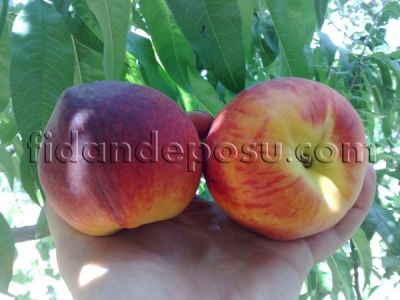 DİXİRED ŞEFTALİ FİDANI - 