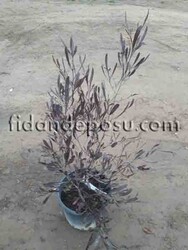 DODONEA VİSCOSA 'PURPUREA' (Dodonya) BİTKİSİ - 1