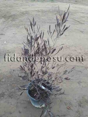 DODONEA VİSCOSA 'PURPUREA' (Dodonya) BİTKİSİ - 