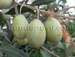 DOMAT ZEYTİN FİDANI - 1