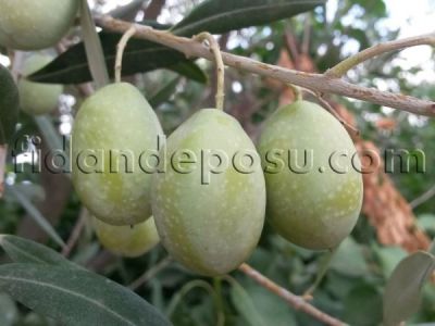 DOMAT ZEYTİN FİDANI - 