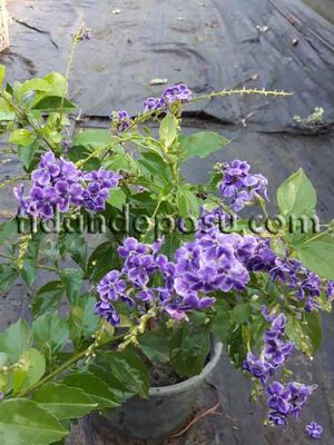  - DURANTA ERECTA (Ağaç menekşesi) BİTKİSİ