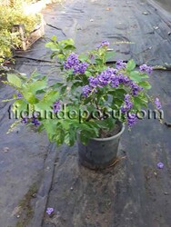 DURANTA ERECTA (Ağaç menekşesi) BİTKİSİ - 2