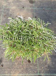 DYMONDİA MARGARETAE(Gümüş Halı)BİTKİSİ - 2