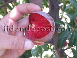 EARLY HEART ERİK FİDANI - 3