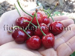 EARLY LORY KİRAZ FİDANI - 2