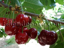 EARLY LORY KİRAZ FİDANI - 3