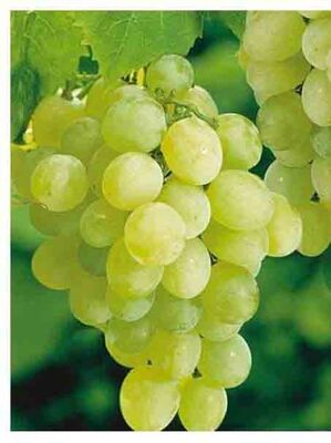 EARLY SEEDLESS ASMA FİDANI - 