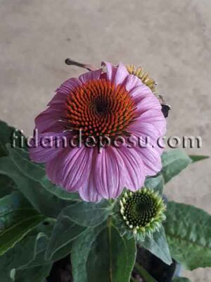 ECHİNACEA PURPUREA (Ekinezya) BİTKİSİ - 