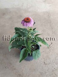 ECHİNACEA PURPUREA (Ekinezya) BİTKİSİ - 2