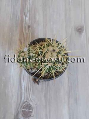 ECHİNOCACTÜS GRUSONİİ (2'Lİ) BİTKİSİ - 