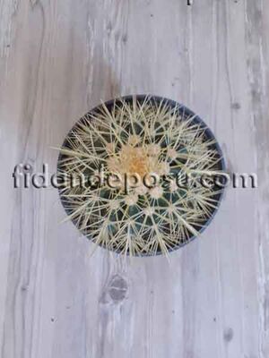 ECHİNOCACTÜS GRUSONİİ BİTKİSİ - 