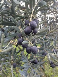 EDREMİT (AYVALIK) ZEYTİN FİDANI - 3
