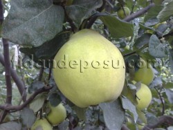 EGE22 AYVA FİDANI - 