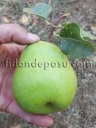 EKŞİSULU ARMUT FİDANI - 1