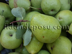 EKŞİSULU ARMUT FİDANI - 2