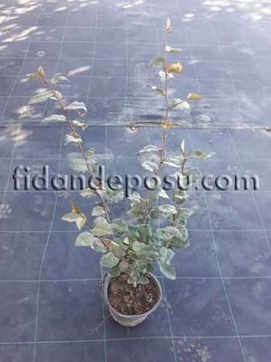 ELAEAGNUS EBBİNGEİ (Süs iğdesi) BİTKİSİ - 