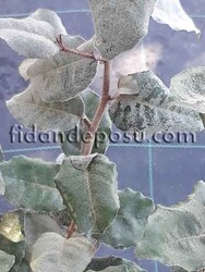 ELAEAGNUS EBBİNGEİ (Süs iğdesi) BİTKİSİ - 2