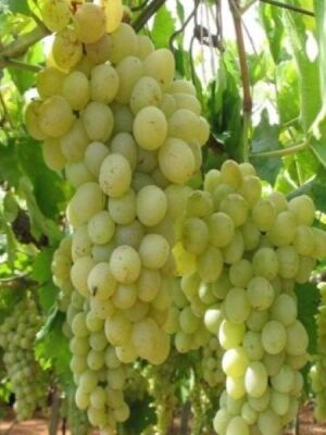 ELAZIĞ ASMA FİDANI - 