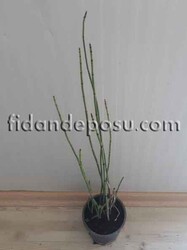 EQUİSETUM HYEMALE (Kış at kuyruğu) BİTKİSİ - 2