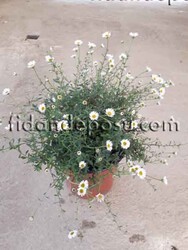 ERİGERON KARVİNSKİANUS (Şifaotu,Meksika papatyası)BİTKİSİ - 1