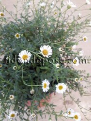 ERİGERON KARVİNSKİANUS (Şifaotu,Meksika papatyası)BİTKİSİ - 2