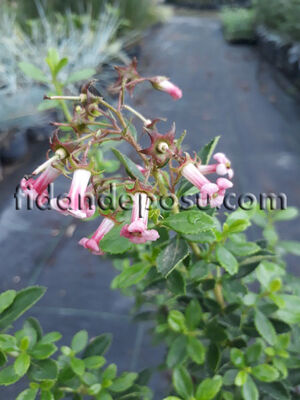 ESCALLONIA CARDINALIS(Pembe çiçekli eskolonya) BİTKİSİ - 