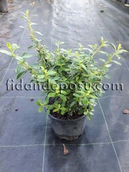 ESCALLONIA CARDINALIS(Pembe çiçekli eskolonya) BİTKİSİ - 2