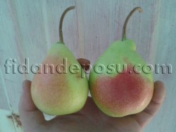 ETRUSKA ARMUT FİDANI - 