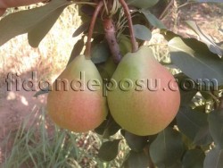 ETRUSKA ARMUT FİDANI - 2