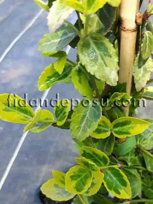 EUONYMUS FORTUNEI 'EMERALD GOLD' (Altuni yayılıcı taflan) BİTKİSİ - 
