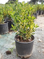 EUONYMUS JAPONICA AUREA(Alacalı taflan) - 1