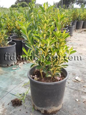 EUONYMUS JAPONICA AUREA(Alacalı taflan) - 