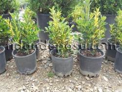 EUONYMUS JAPONICA AUREA(Alacalı taflan) - 2