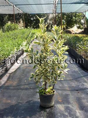 EUONYMUS JAPONICUS 'BRAVO' (Bravo taflan) BİTKİSİ - 