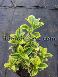 EUONYMUS JAPONICUS ELEGANTISSIMUS AUREUS (Gold taflan) - Thumbnail