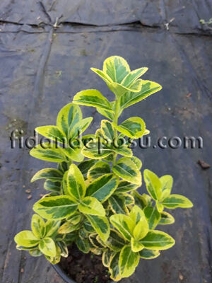 EUONYMUS JAPONICUS ELEGANTISSIMUS AUREUS (Gold taflan) - 