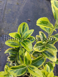 EUONYMUS JAPONICUS ELEGANTISSIMUS AUREUS (Gold taflan) - 3