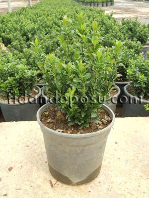 EUONYMUS JAPONICUS 'GREEN SPIRE' (Yeşil sütun taflan) - 