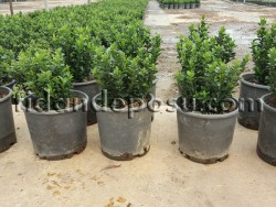 EUONYMUS JAPONICUS 'GREEN SPIRE' (Yeşil sütun taflan) - 2