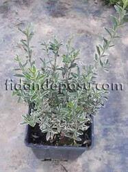  - EUONYMUS JAPONICUS MİCROPHYLLUS ALBOVARIEGATUS(Gümüşi çıtır taflan) BİTKİSİ