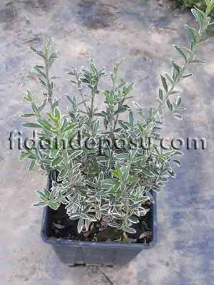 EUONYMUS JAPONICUS MİCROPHYLLUS ALBOVARIEGATUS(Gümüşi çıtır taflan) BİTKİSİ - 