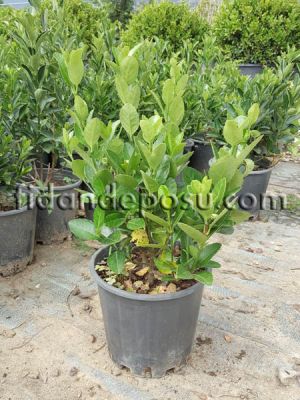 EUONYMUS JAPONICUS(Yeşil taflan) - 