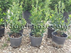 EUONYMUS JAPONICUS(Yeşil taflan) - 2