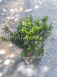  - EUONYMUS MİCROPHYLLUS PULCHELLUS(Yeşil çıtır taflan) BİTKİSİ