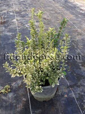 EUONYMUS PULCHELLUS AUREOVARIEGATUS(Altuni çıtır taflan) BİTKİSİ - 