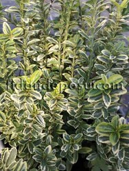 EUONYMUS PULCHELLUS AUREOVARIEGATUS(Altuni çıtır taflan) BİTKİSİ - 2