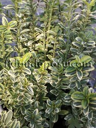 EUONYMUS PULCHELLUS AUREOVARIEGATUS(Altuni çıtır taflan) BİTKİSİ - Thumbnail