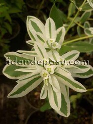 EUPHORBİA MARGİNATA(Üçüz çiçeği,Alacalı Sütleğen)BİTKİSİ - 2