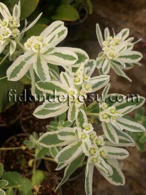 EUPHORBİA MARGİNATA(Üçüz çiçeği,Alacalı Sütleğen)BİTKİSİ - 